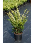 Тис ягідний Елегантіссіма | Тис ягодный Элегантиссима | Taxus baccata Elegantissima